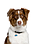 NiteIze MicroLink Pet Tag Carabiner
